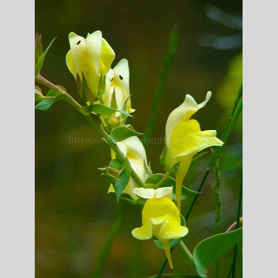 Yellow Toadflax